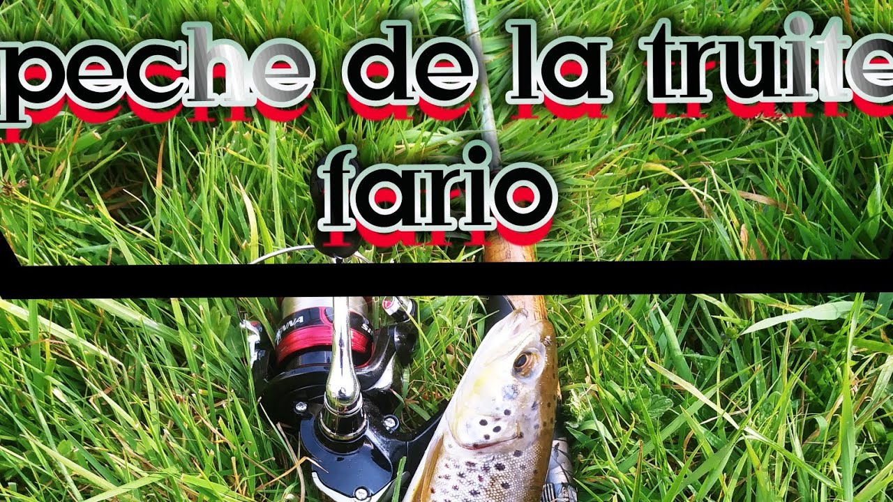 PECHE DE LA TRUITE FARIO DANS LA MANCHE