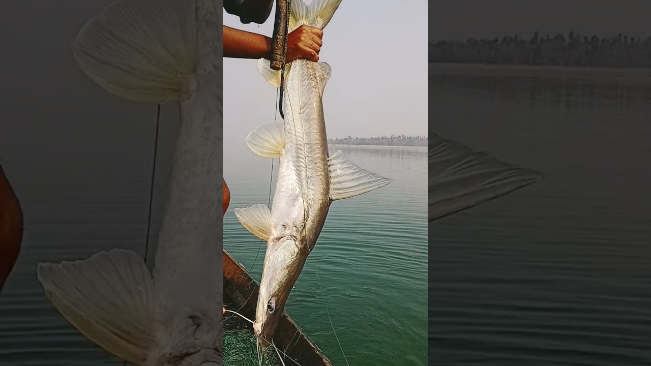 bada digar machhali 20 kg 