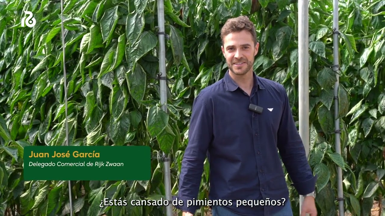 Danzon RZ: la variedad de pimiento California rojo ideal para ciclos largos