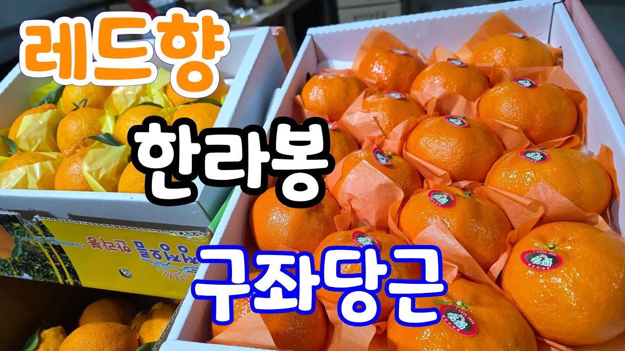 초특가? 한라봉.레드향 달콤한 구좌당근