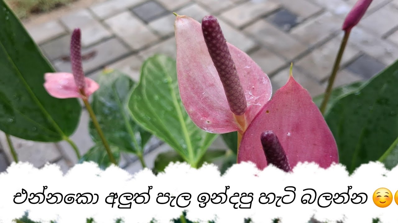 මගේ අලුත් ඇන්තූරියම් පැල ටික ඉන්දන විදිහ.how i planted anthurium.☺️☺️🥰🥰 #gardening wow anthurium