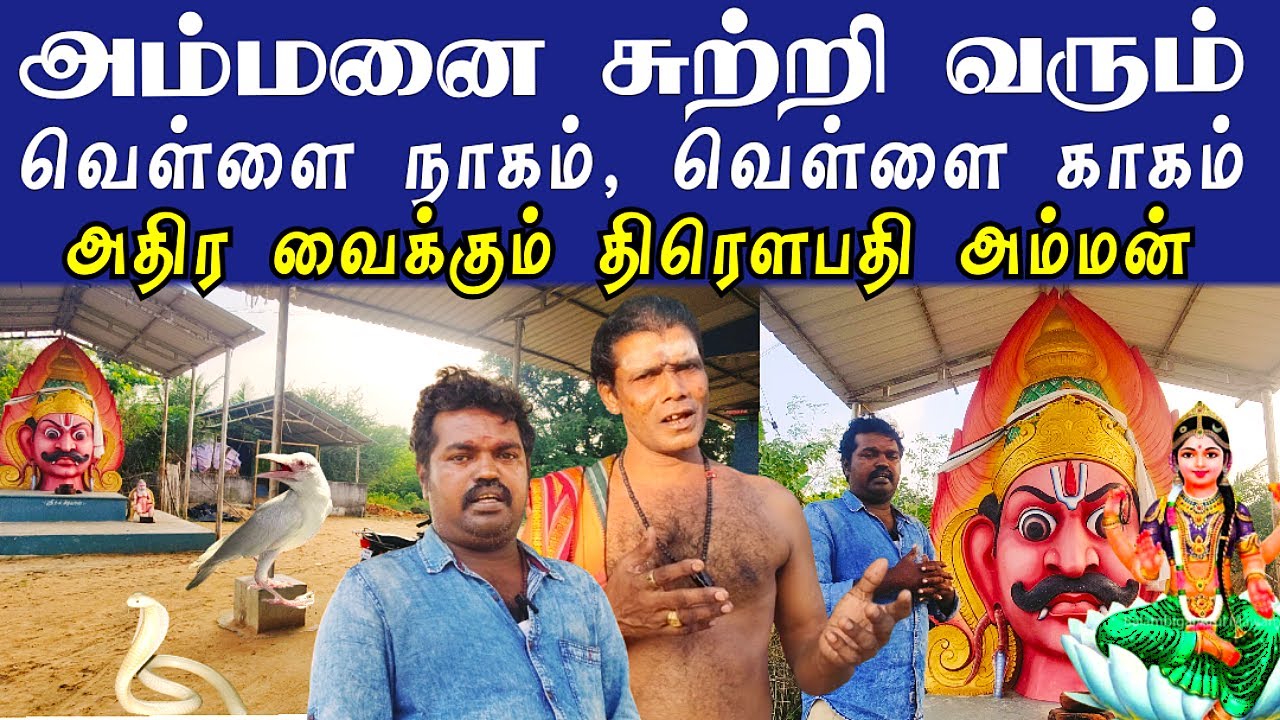 எப்போதும் அம்மனை சுற்றி வரும் வெள்ளை நாகம் மற்றும் வெள்ளை காகம்| மிரள வைக்கும் திரௌபதி அம்மன் கோவில்