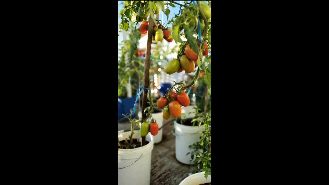 Session 1 - Rooftop Tomato Harvest