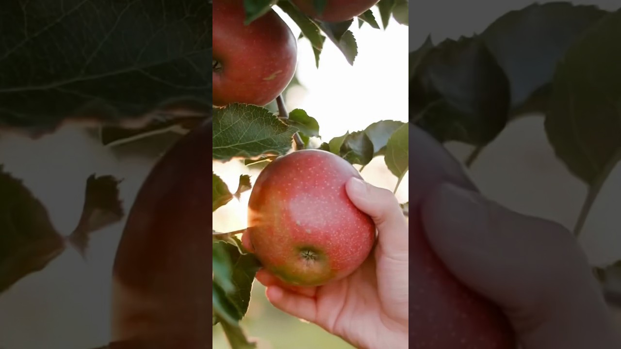 Permaculture My Orchard