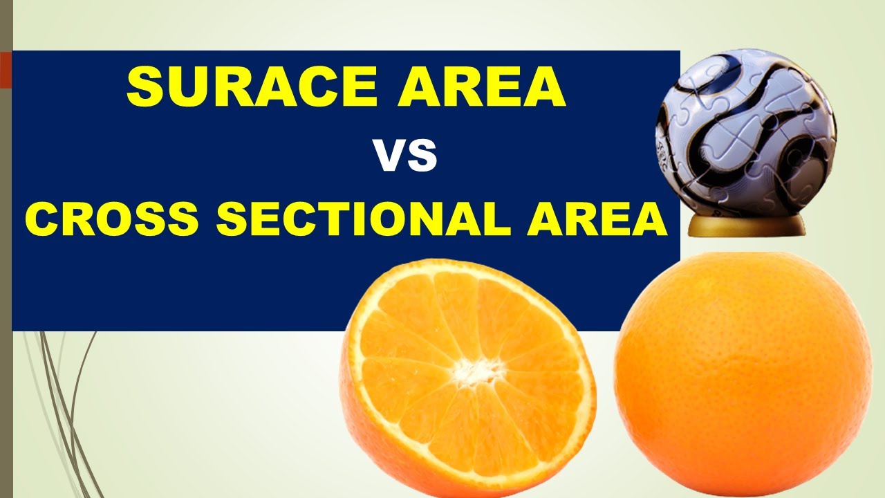 45. Cross-Sectional Area vs Surface Area in Urdu/Hindi