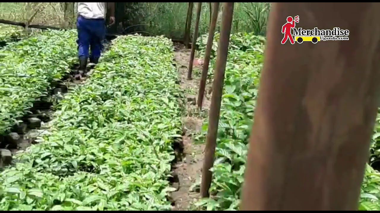 coffee plantation