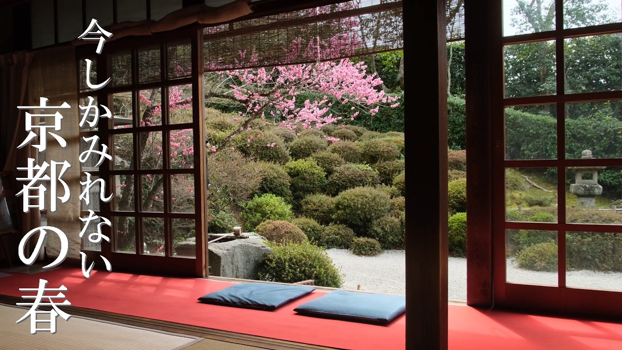 春が溢れだす京都　早咲きの桜と名残の梅の穴場を巡る旅