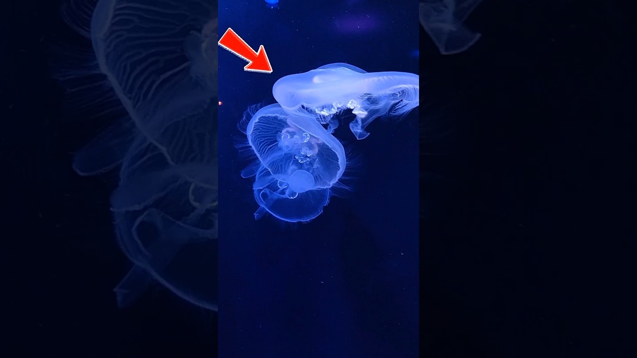 Immortal Jellyfish Nature’s Time Reverser 