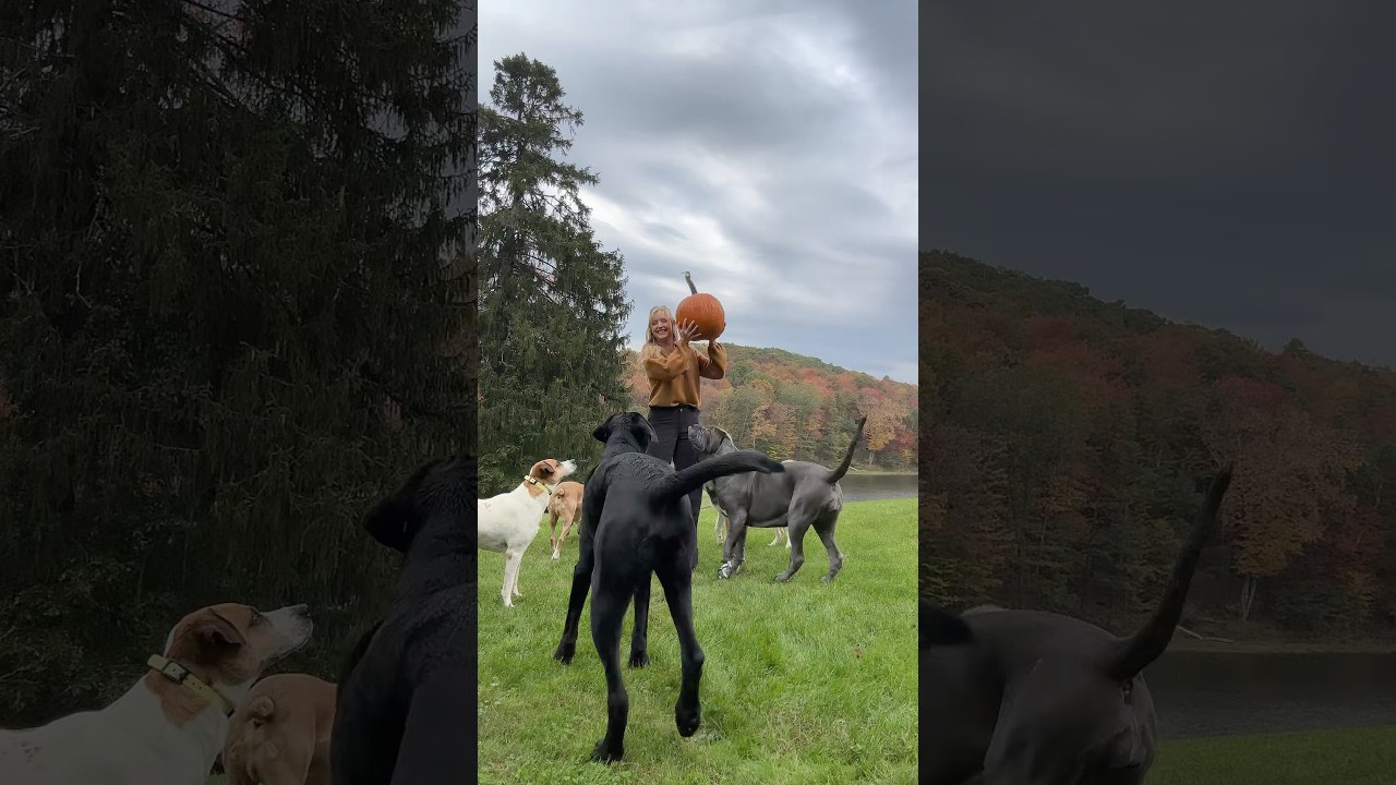 pumpkin season 🎃🐶🍁🍂🧡✨