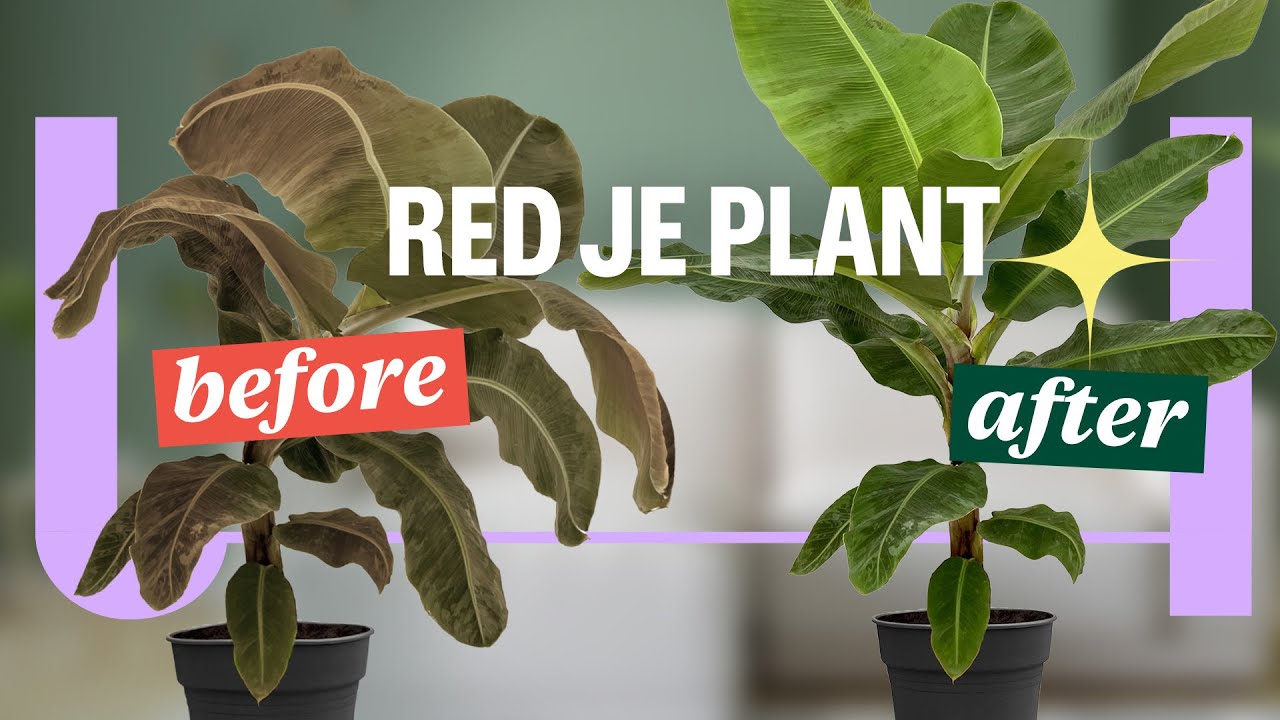 Met deze wetenschap houd je je planten in leven 🌿🌵