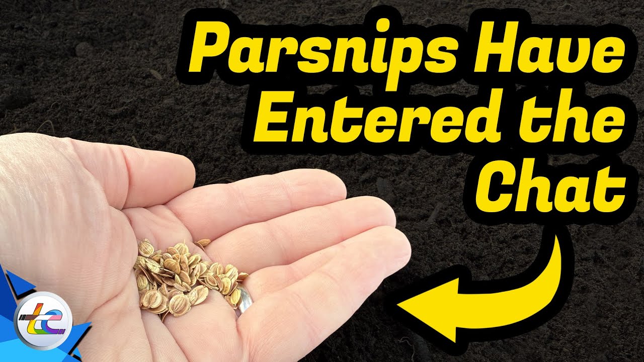 Transport Evolved Chicken and Garden Update - Parsnips Are In!