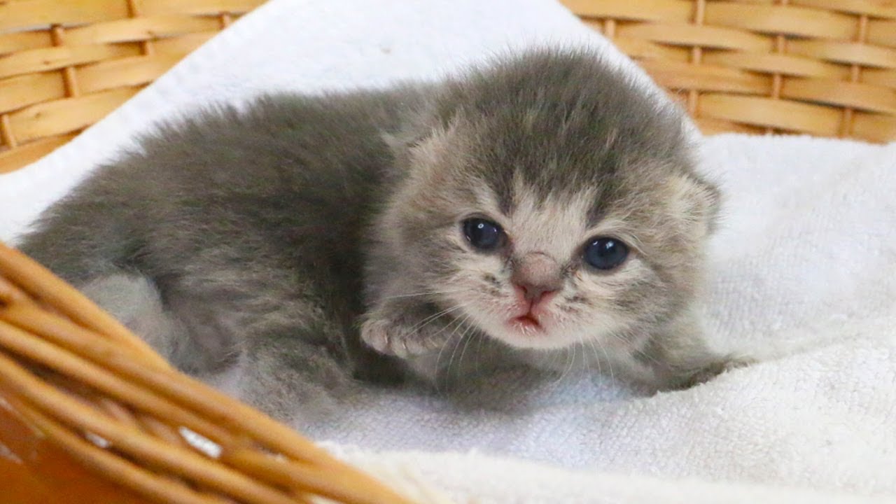Lulu’s Big Win! Tiny Kitten Fights for Mom’s Milk (So Proud!) Subtitles