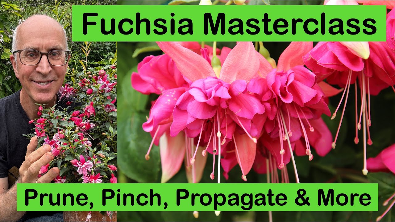 FUCHSIA MASTERCLASS – HOW TO GROW, PRUNE & PROPAGATE PLUS FUCHSIA VARIETY GUIDE