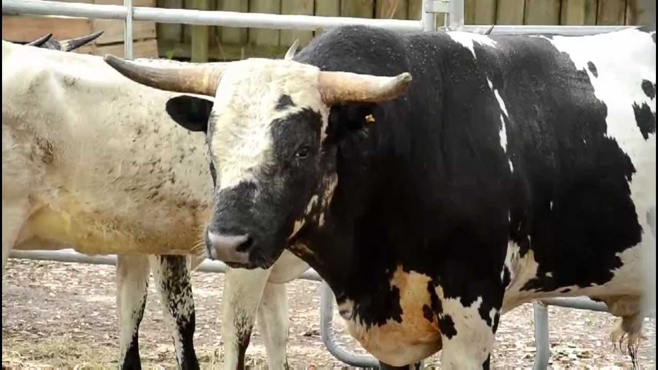 Cracker Cattle