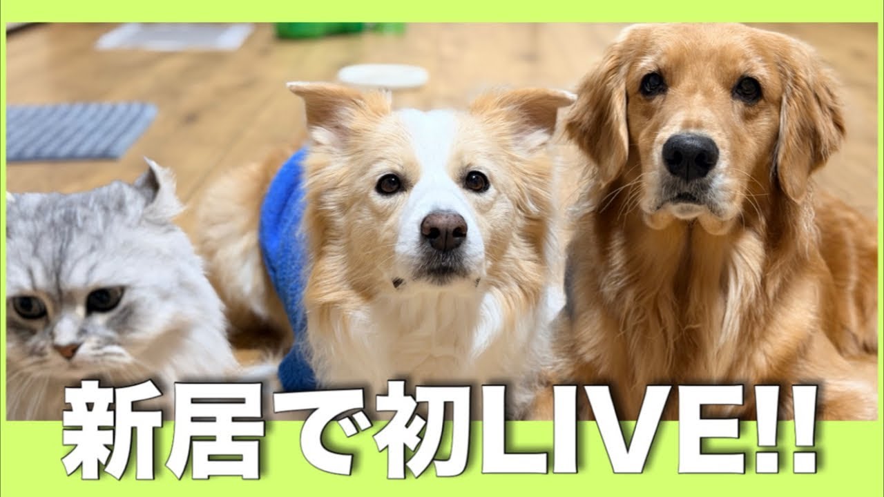 引っ越した古民家から初めてのライブ!!【ボーダーコリー・ゴールデンレトリバー】