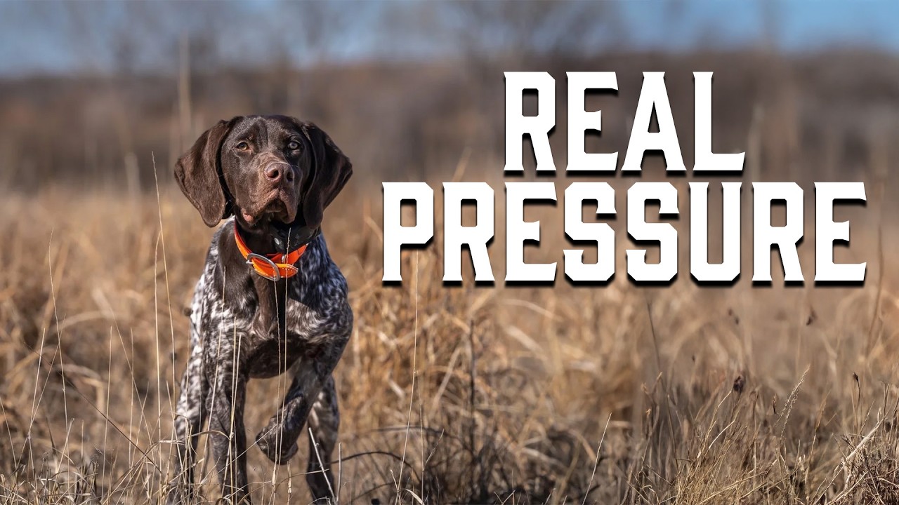 214. Why Most Bird Dogs FAIL Under Real Hunting Pressure
