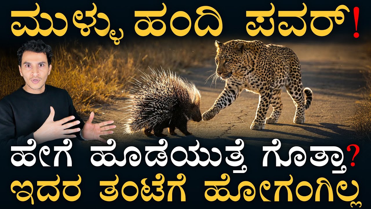 ಮುಳ್ಳಂದಿಗಳ ಜೀವನ ಹೇಗಿರುತ್ತೆ? | The Untold Power of the Porcupine | Masth Magaa Amar Prasad
