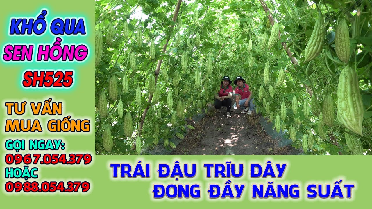 TRÁI QUÁ TRÁI - KHỔ QUA SEN HỒNG SH525 - DÒNG KHỔ QUA TRÁI LỠ  -  PHẦN 1
