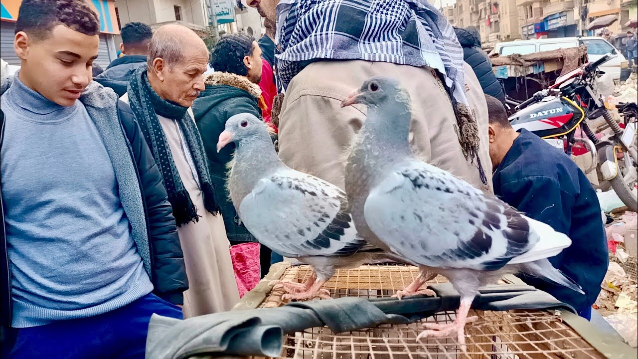 ايه الاسعار 💸 اللي في السوق دي 😱 حمام غزار و زواجل و الزغاليل 💪 و الكلفة بارقام التليفونات #العناني