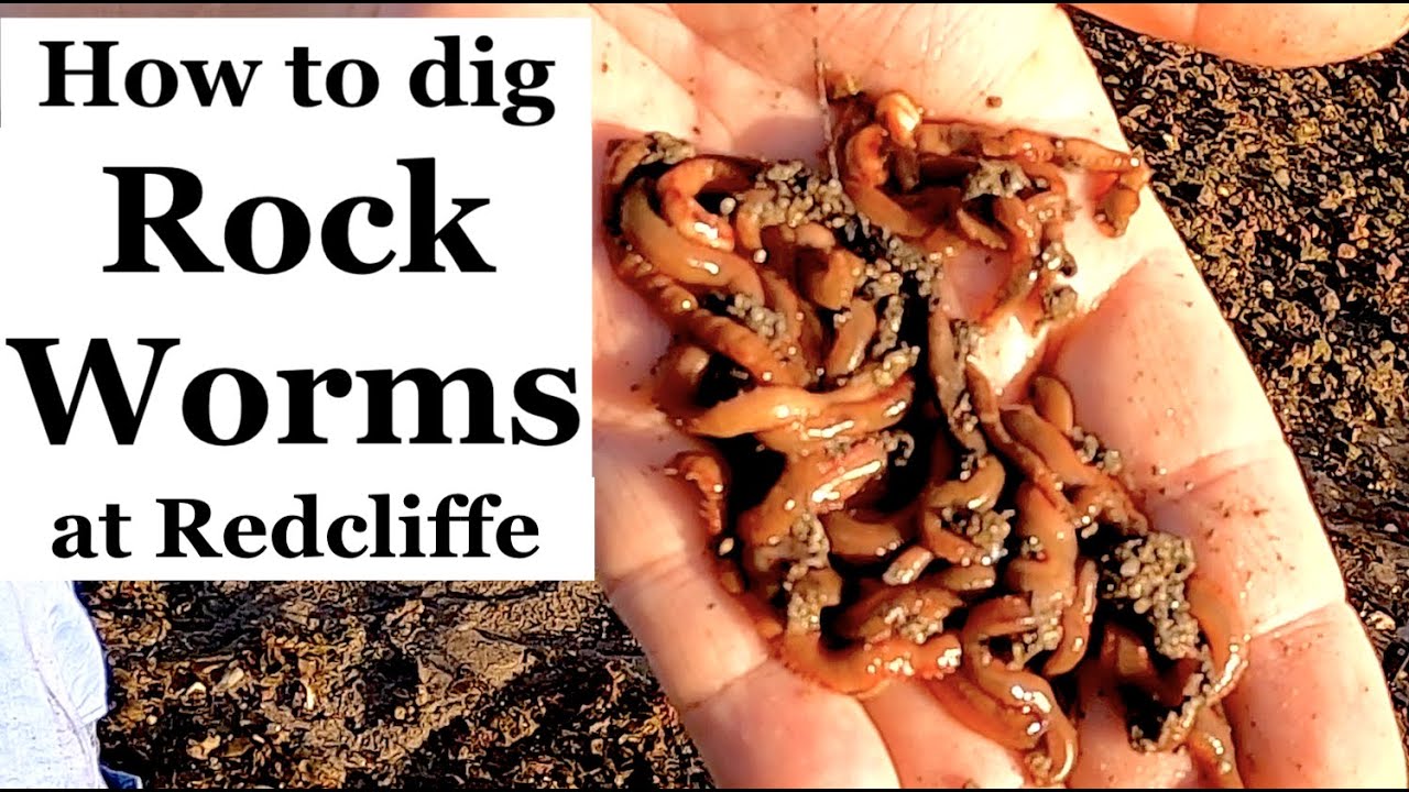 How to Dig Rock Worms at Redcliffe - Whiting fishing
