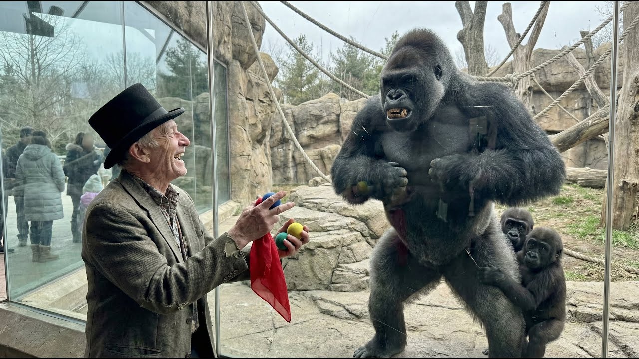 Gorilla Lost His Cool When This Magician Did THIS Trick… 🧙‍♂️🦍💥😱 #gorilla #magic