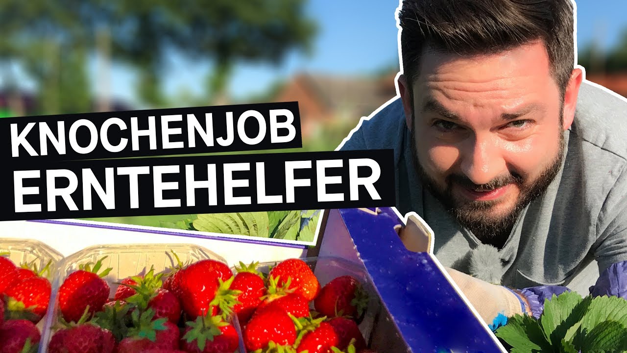 Selbstversuch: So hart ist der Job als Erntehelfer*in || PULS Reportage