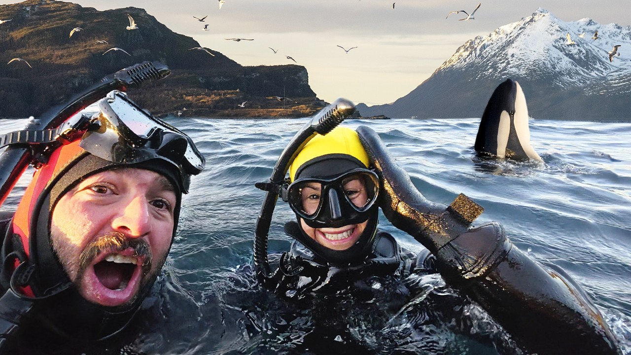 NADAMOS CON ORCAS SALVAJES EN NORUEGA