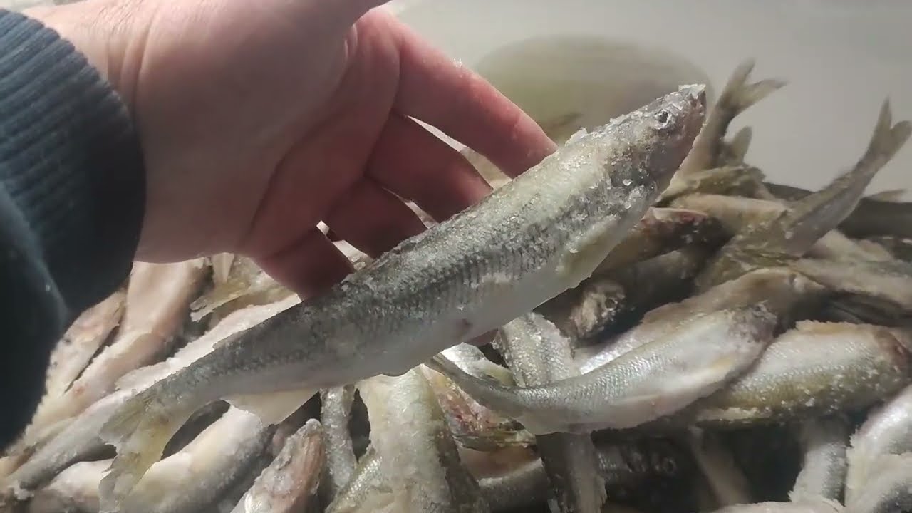 Сухой посол Корюшки. Вкусно,быстро и главное в 3 раза дешевле магазинной!