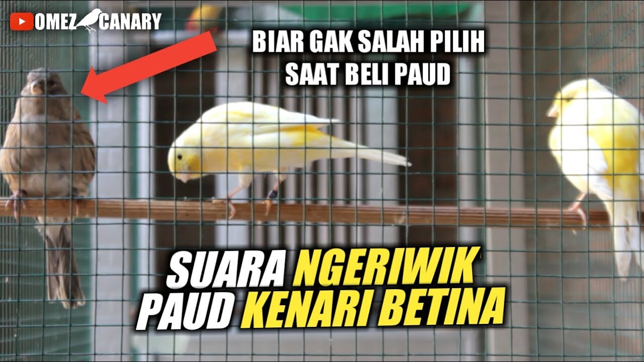 PERHATIKAN! Perbedaan suara ngeriwik paud kenari betina dan kenari jantan! Betina juga bisa ngeriwik