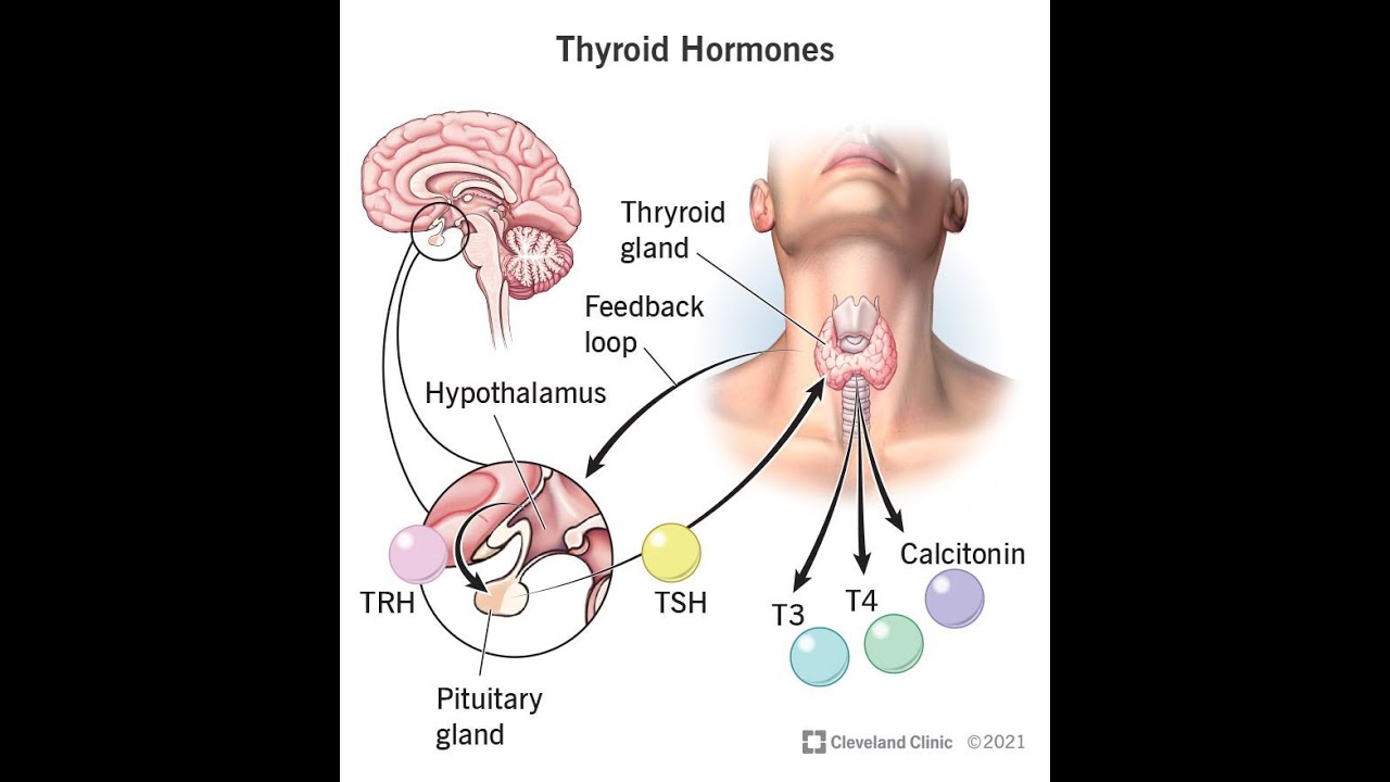 What is Thyroid Hormone?