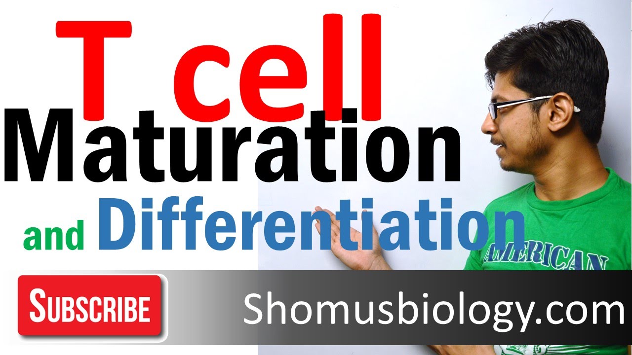 T cell maturation and differentiation - thymic selection | T cell development 2