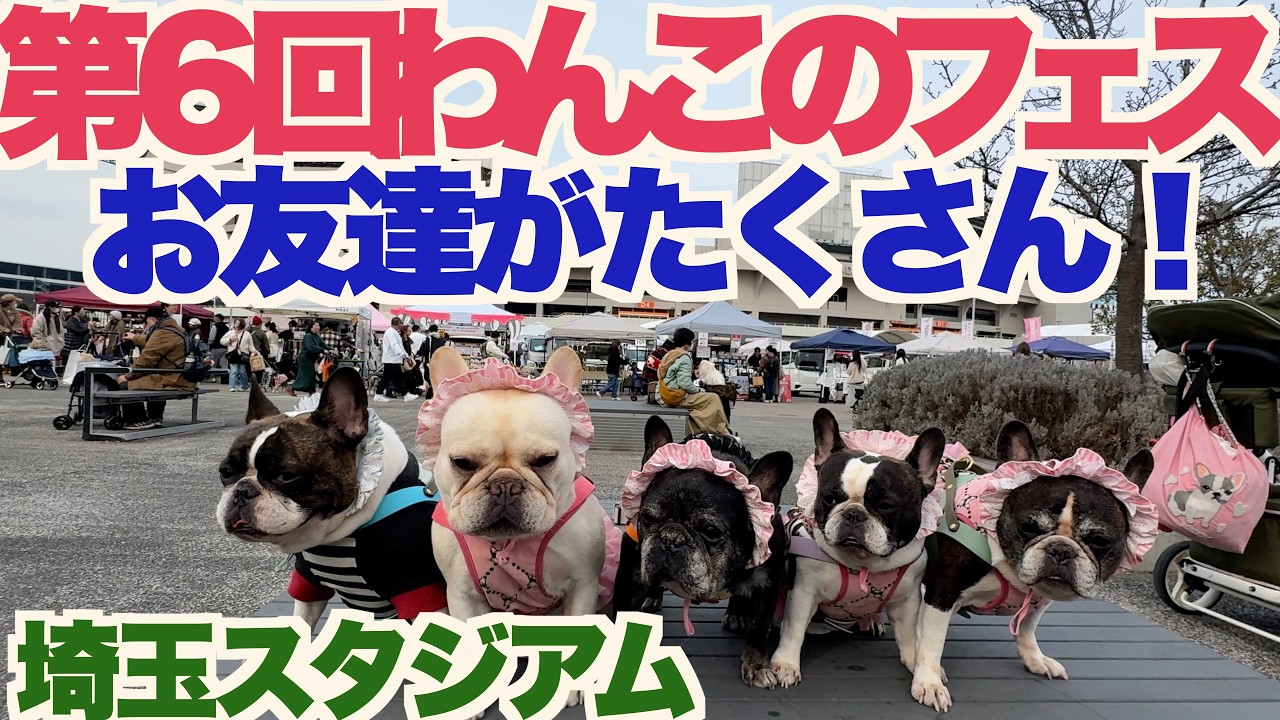 第6回 わんこのフェス 【 フレンチブルドッグ french_bulldog 】  埼玉スタジアム