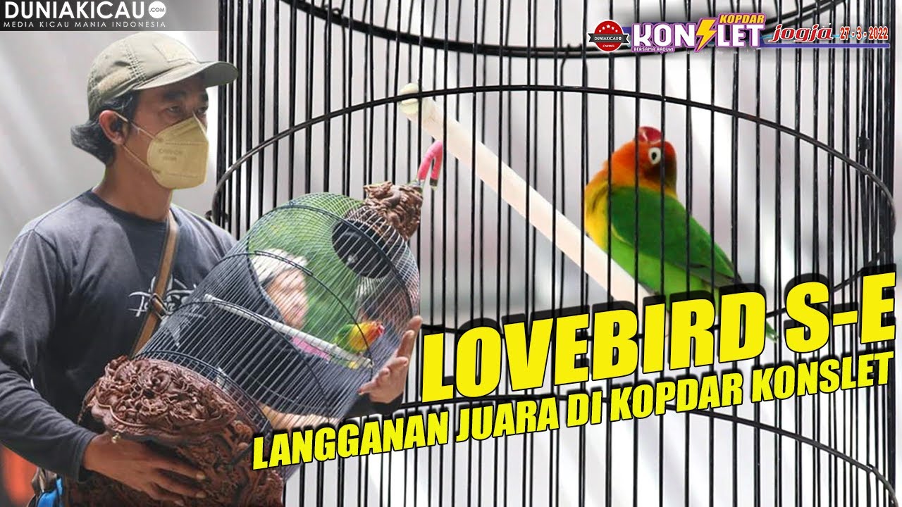 LOVEBIRD S-E : LANGGANAN JUARA di KOPDAR KONSLET