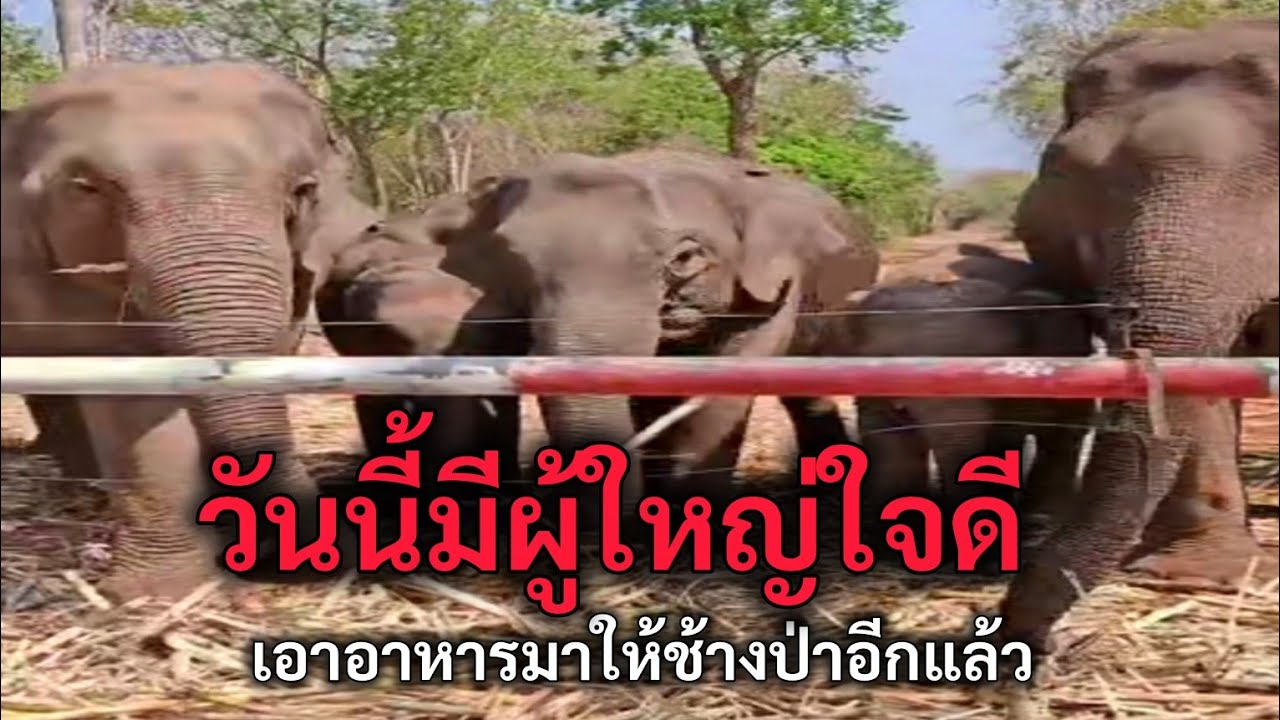 วันนี้มีผู้ใหญ่ใจดี เอาอาหารมาให้ช้างป่าอีกแล้ว