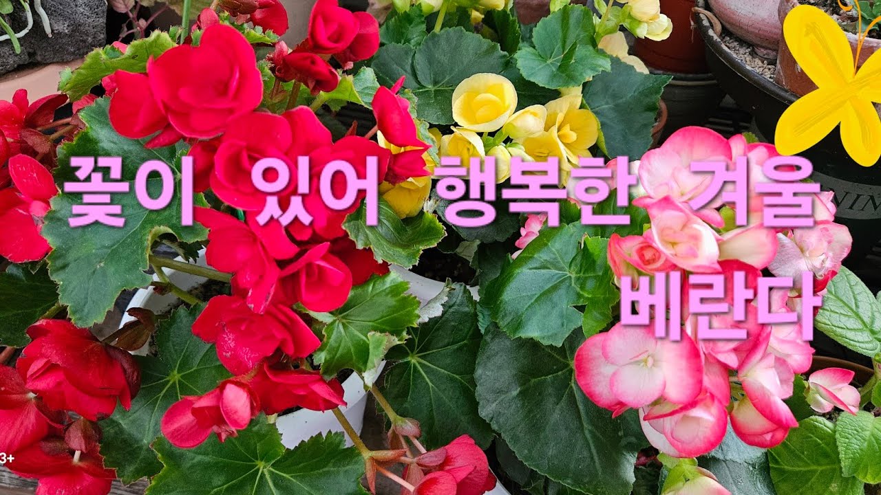 쌍디할매 꽃베란다 구경하기#시클라멘#보라삭소롬#노스우드  썬버스트#장미베고니아#제우스의꿈#오렌지 누브라베고니아