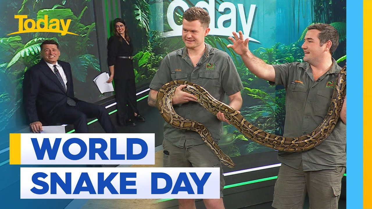 Today hosts get up close and personal with giant snake | Today Show Australia