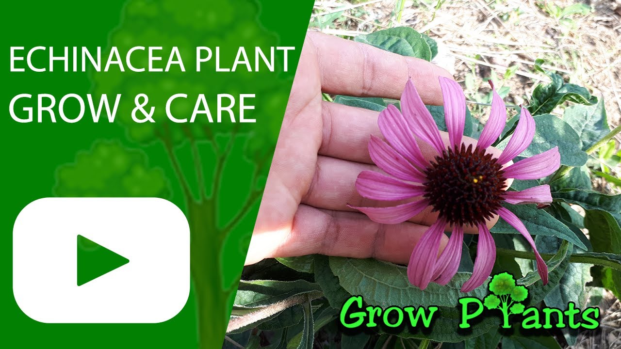 Echinacea plant – grow & care (Beautiful flowers Coneflower)