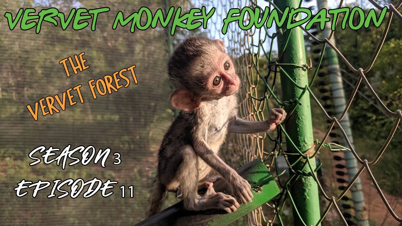 #BabyMonkey