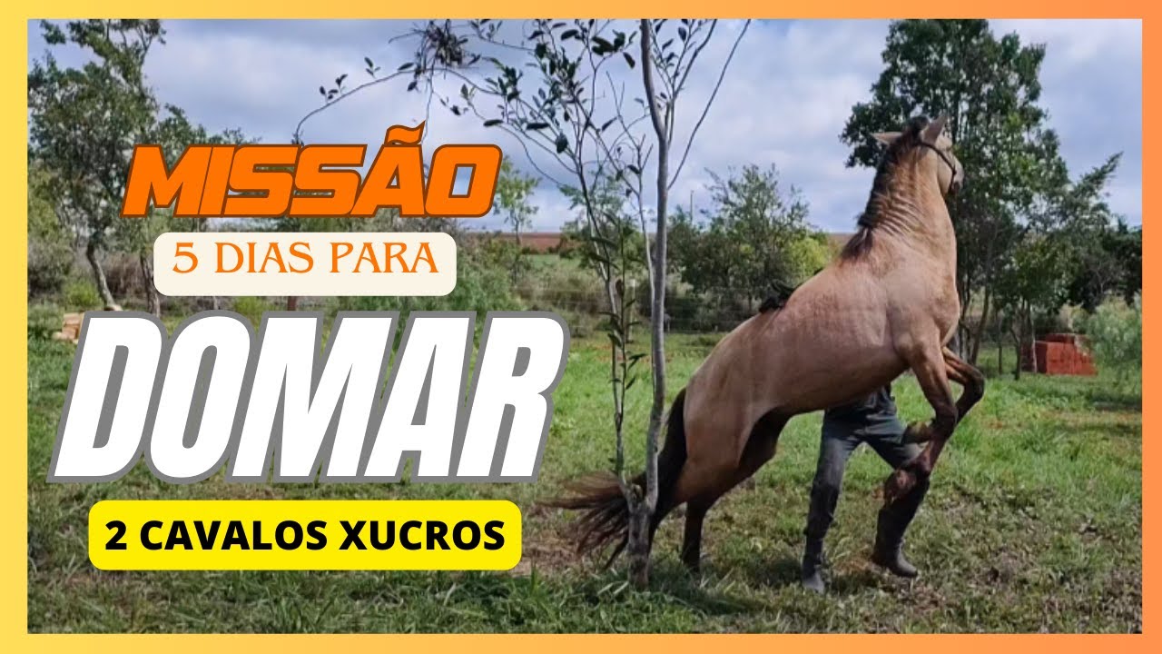 DOMA DE 2 CAVALOS XUCROS. CONSULTORIA SÃO JOÃO DA ALIANÇA - GO