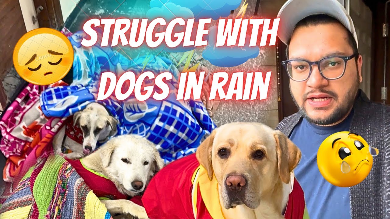 REAL STRUGGLE WITH DOGS 😓 #vlog