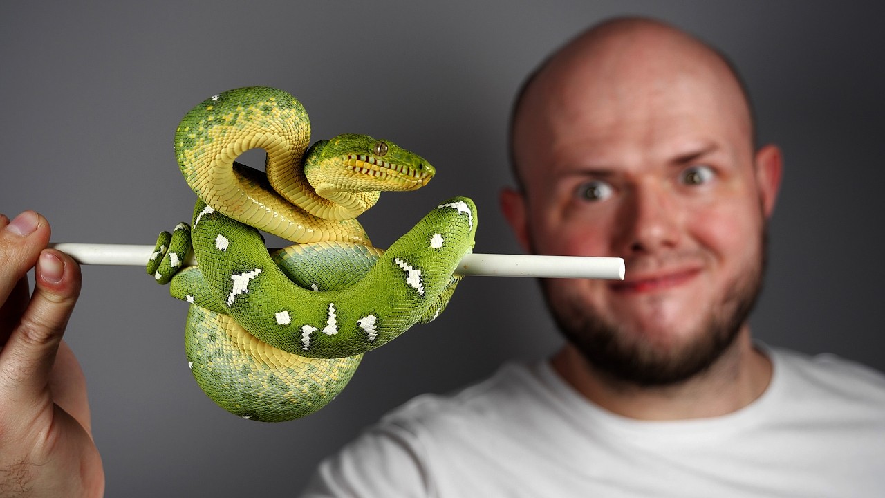 МОЯ НОВАЯ ЗМЕЯ ЗА 5000 ЗЛОТЫХ! - СПЕЦИАЛЬНОЕ ПРЕДЛОЖЕНИЕ ДЛЯ 300 000 ПОДПИСОК!