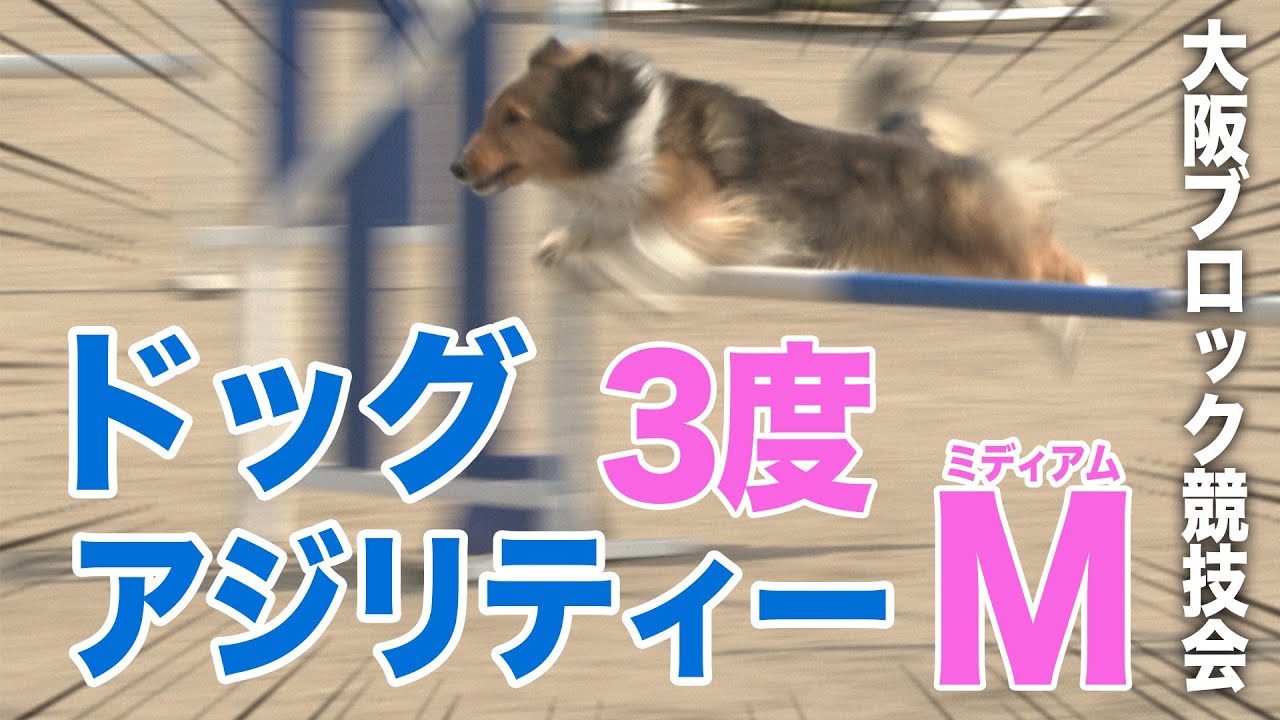 【ドッグスポーツ】2022JKC大阪ブロックアジリティー競技会　AG 3度 ミディアムクラス～収録映像～