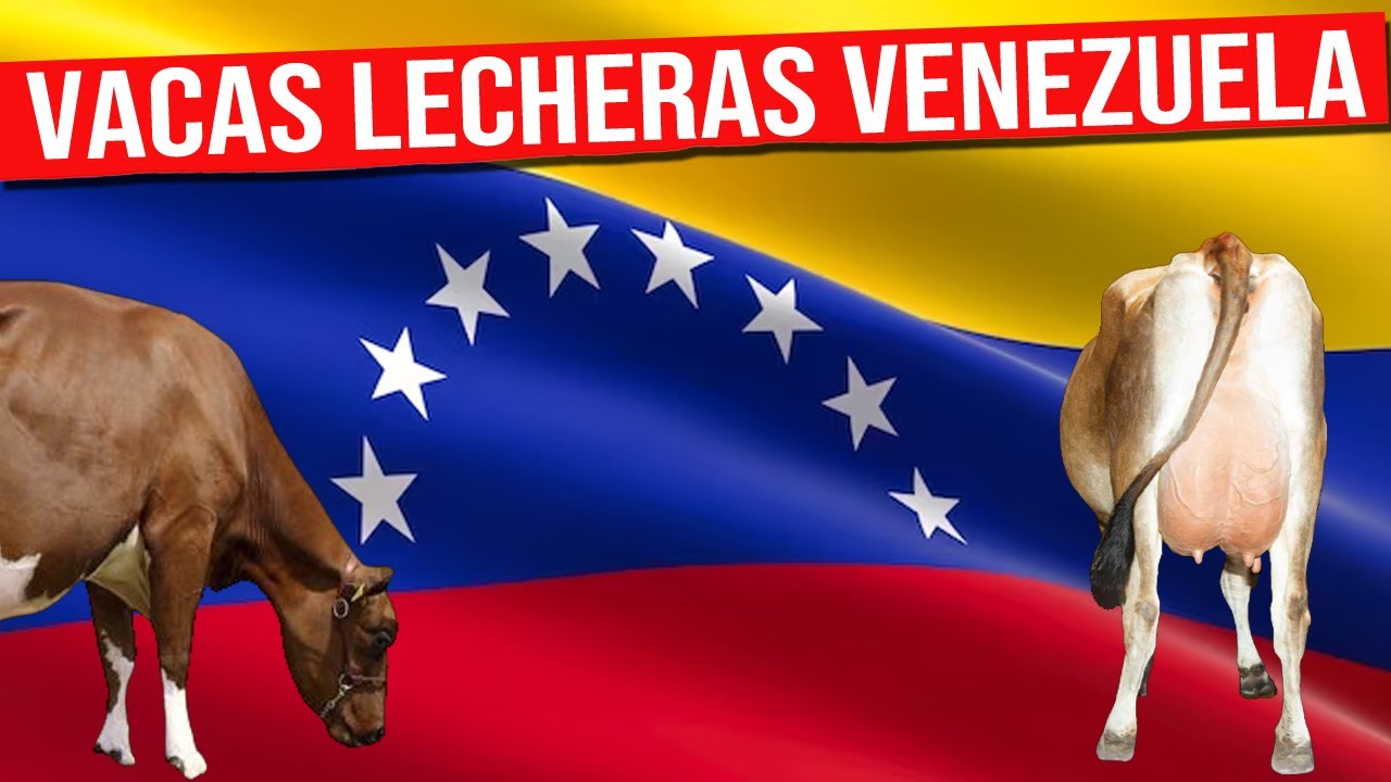 🔴 VACAS LECHERAS En Venezuela Un Recorrido por la Producci&oacute;n Lechera ✅ Gado Leitero