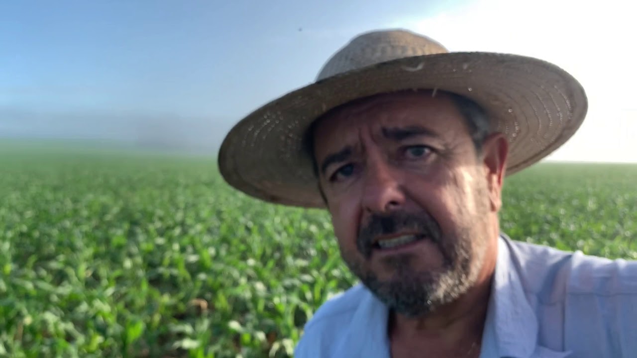 Lavoura de milho 🌽 com braquiara.