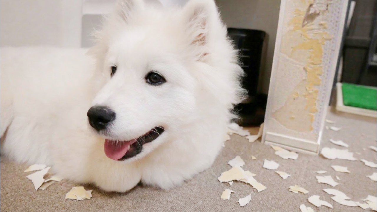 飼い主が寝静まった夜中に壁を破壊して遊ぶことを覚えてしまった生後５ヶ月子犬がやんちゃすぎました！