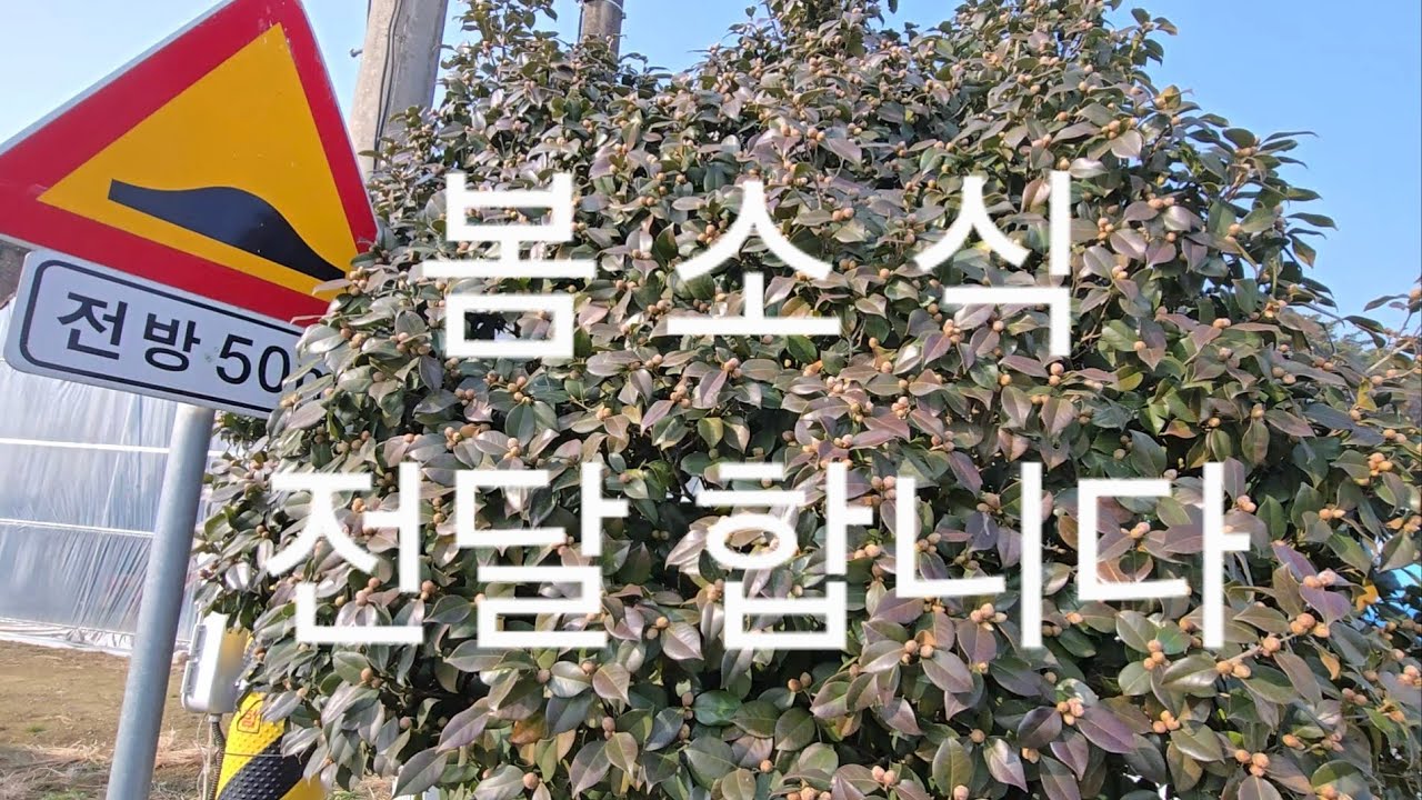 남쪽은 봄소식이  왔어요 노지캠핑#노지차박#스타렉스캠핑카#카라반#캠핑카#캠핑장