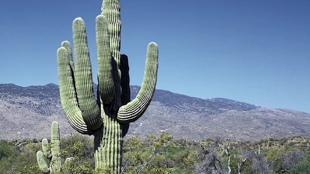 Gold Mines & Native American Petroglyphs (Rock Drawings) and Cactus.