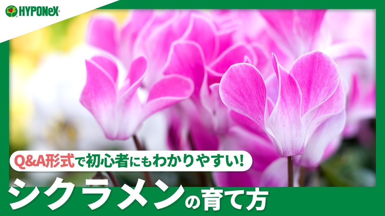 ☘67：シクラメンの育て方｜シクラメンの茎が倒れてしまうのは何故？長持ちする育て方などご紹介【PlantiaQ&A】植物の情報、育て方をQ&A形式でご紹介