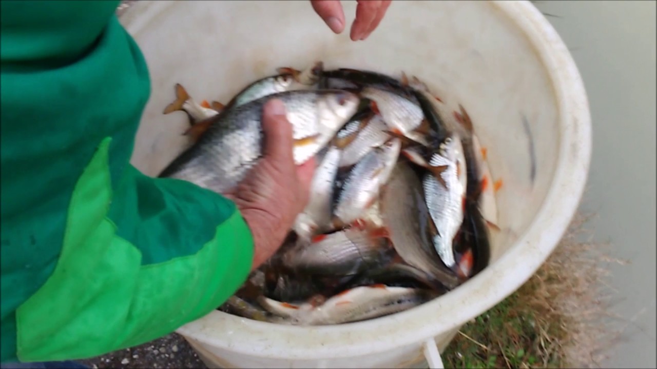 Empoissonnement en gardons et tanches le 06 f&eacute;vrier 2017