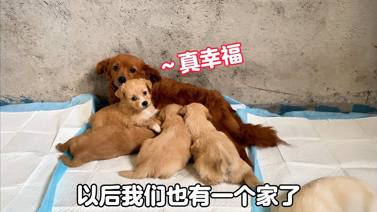 狗媽媽吃垃圾養活5只小奶狗，獲救後開心的合不攏嘴，如今真幸福